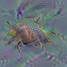 n02174001 rhinoceros beetle